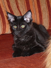 click for enlarge 600 X 800 208.5 Kb picture