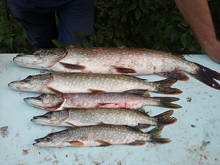 click for enlarge 1920 X 1440 607.3 Kb picture