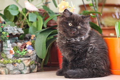 click for enlarge 800 X 533 169.1 Kb picture