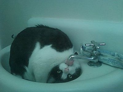 click for enlarge 500 X 375  17.4 Kb picture