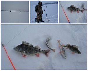 click for enlarge 1280 X 1024 92.9 Kb picture