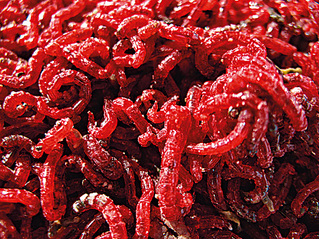 click for enlarge 475 X 356 197.3 Kb picture