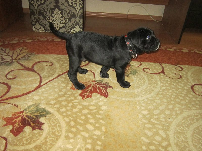 click for enlarge 1280 X 960 227.4 Kb picture