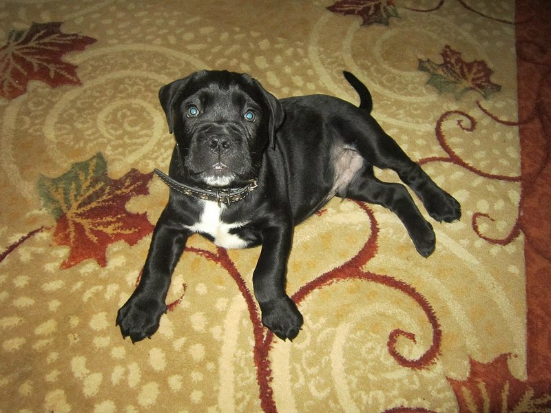 click for enlarge 1280 X 960 246.3 Kb picture