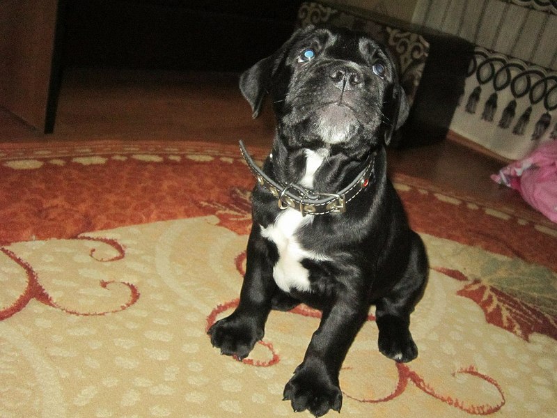 click for enlarge 1280 X 960 240.7 Kb picture