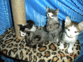 click for enlarge 604 X 453 81.4 Kb picture