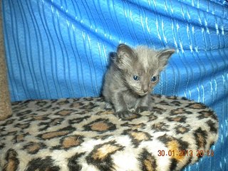 click for enlarge 604 X 453 71.9 Kb picture