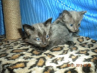 click for enlarge 604 X 453 79.0 Kb picture