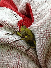 click for enlarge 765 X 1024 199.6 Kb picture