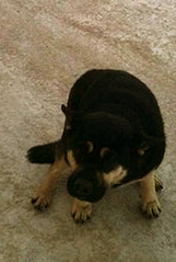 click for enlarge 1205 X 1795 658.1 Kb picture