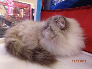 click for enlarge 1024 X 768 416.6 Kb picture