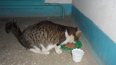 click for enlarge 800 X 450 118.2 Kb picture