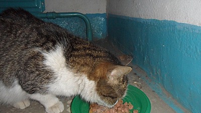 click for enlarge 800 X 450 124.0 Kb picture