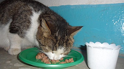 click for enlarge 800 X 450 124.7 Kb picture