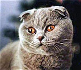 click for enlarge 600 X 520 64.0 Kb picture