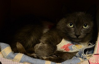 click for enlarge 600 X 390 40.7 Kb picture