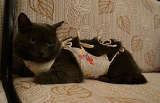 click for enlarge 800 X 515 92.5 Kb picture