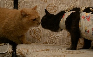click for enlarge 600 X 365 53.0 Kb picture