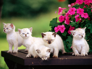 click for enlarge 800 X 600 159.8 Kb picture