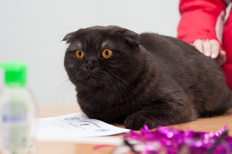 click for enlarge 1920 X 1279 418.2 Kb picture