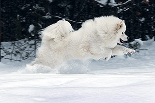 click for enlarge 500 X 333 46.1 Kb picture