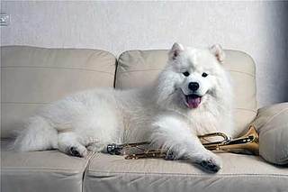 click for enlarge 500 X 333 12.3 Kb picture