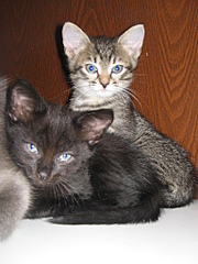 click for enlarge 768 X 1024 388.0 Kb picture