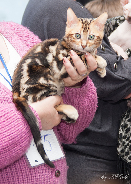 click for enlarge 1269 X 1791 378.5 Kb picture