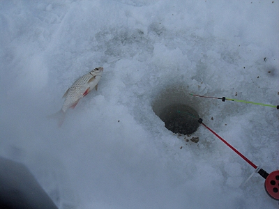 click for enlarge 800 X 600 237.4 Kb picture