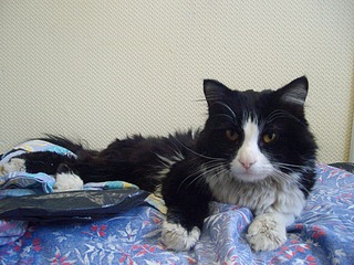 click for enlarge 1920 X 1440 814.6 Kb picture