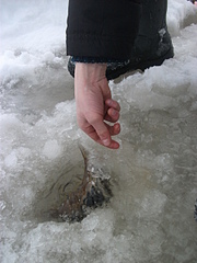 click for enlarge 1920 X 2560 252.5 Kb picture