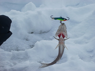 click for enlarge 1920 X 1440 610.0 Kb picture