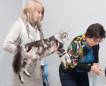 click for enlarge 1920 X 1563 663.4 Kb picture