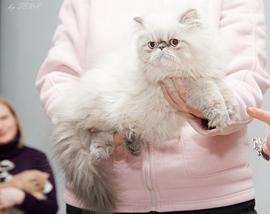 click for enlarge 1920 X 1522 490.8 Kb picture