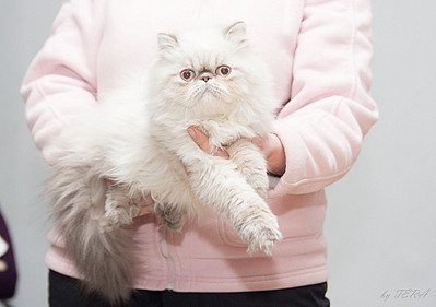 click for enlarge 1920 X 1349 366.3 Kb picture