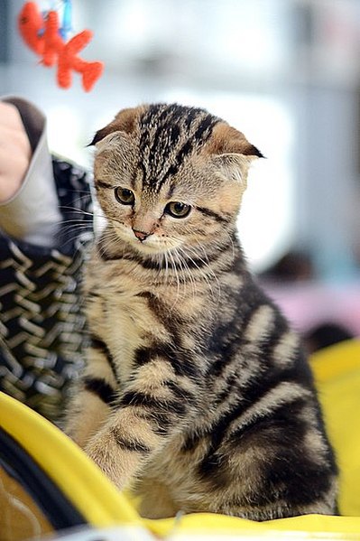 click for enlarge 402 X 604 54.1 Kb picture