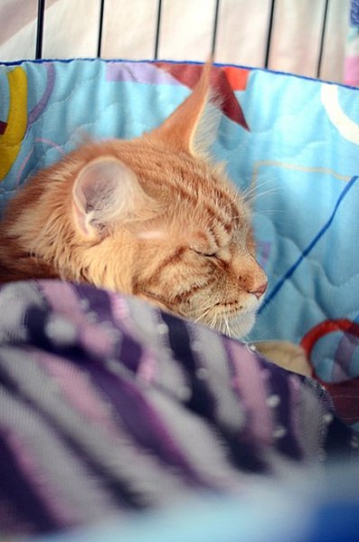 click for enlarge 400 X 604 42.2 Kb picture