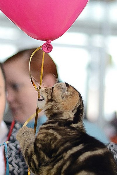 click for enlarge 403 X 604 43.1 Kb picture