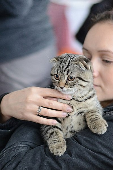 click for enlarge 402 X 604 45.7 Kb picture