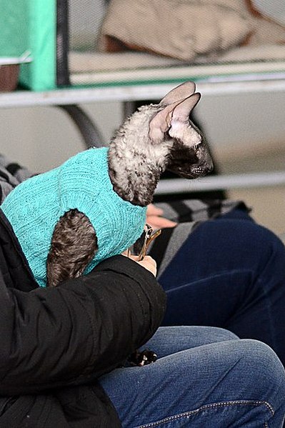 click for enlarge 402 X 604 54.8 Kb picture