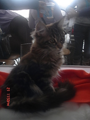 click for enlarge 1920 X 2560 159.9 Kb picture