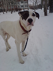 click for enlarge 1536 X 2048 859.4 Kb picture