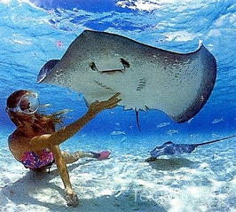 click for enlarge 450 X 405 168.2 Kb picture