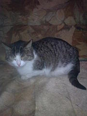 click for enlarge 1536 X 2048 275.3 Kb picture