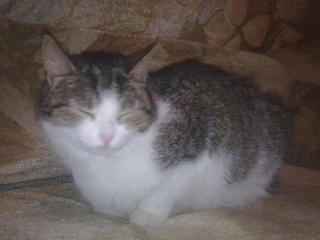 click for enlarge 1600 X 1200 134.5 Kb picture