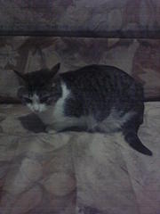 click for enlarge 1536 X 2048 197.7 Kb picture