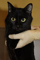 click for enlarge 683 X 1024 72.1 Kb picture