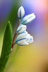 click for enlarge 323 X 480 24.5 Kb picture