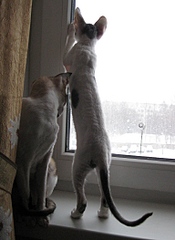 click for enlarge 1535 X 2103 176.6 Kb picture