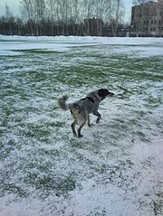 click for enlarge 453 X 604 90.6 Kb picture